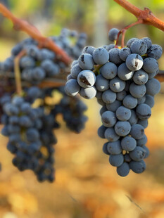 葡萄