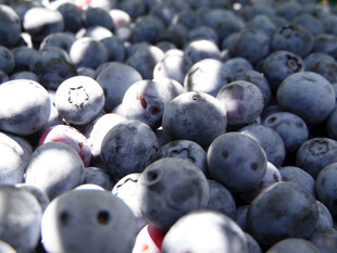 蓝莓