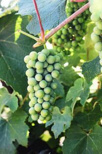 青葡萄