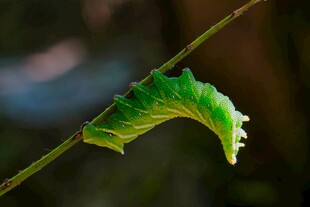 绿叶上的奇特毛毛虫