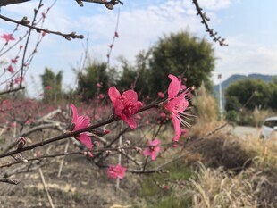 桃花
