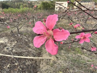 桃花
