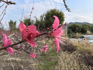 桃花