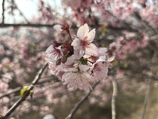 樱花