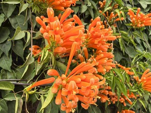 炮仗花