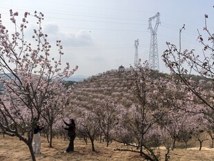樱花