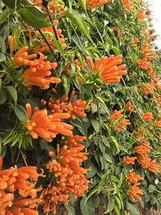炮仗花