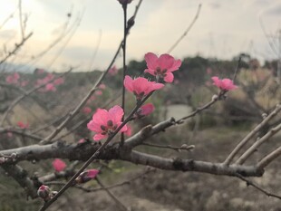 桃花