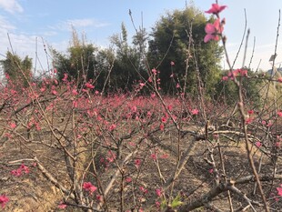 桃花
