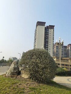 城市绿地中的高楼景观