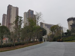 城市道路旁的高楼与绿植