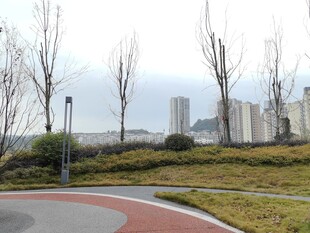 城市公园道路与远处高楼