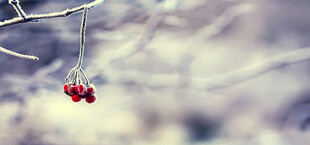 枝头红果挂于朦胧雪景