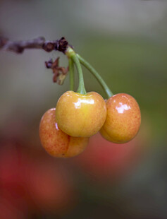 黄樱桃挂枝