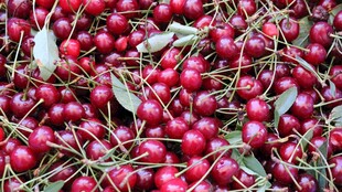 新鲜饱满的红樱桃