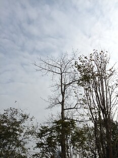 冬日枯树与朦胧天空