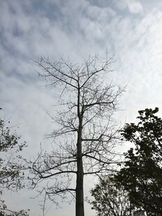 枯树立于天际