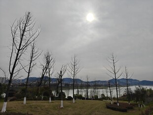 冬日湖边萧瑟景致