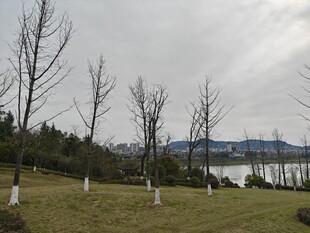 冬日湖边疏林草地景观