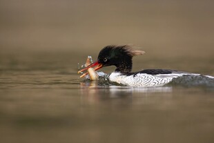 秋沙鸭水中捕食瞬间
