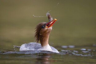 翠鸟水中捕食瞬间