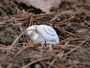 草丛中的白色蜗牛壳