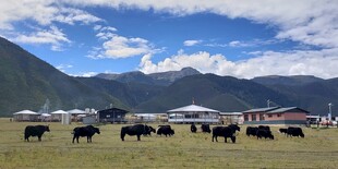 云南香格里拉高山草原牧场景色