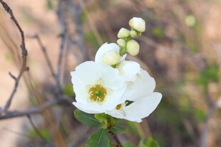 枝头绽放的白色娇艳花朵