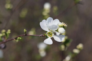 枝头绽放的洁白小花