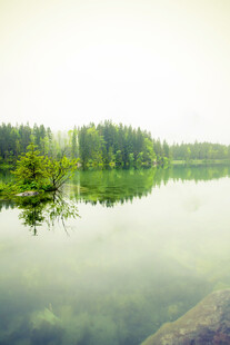 宁静湖面映绿树美景
