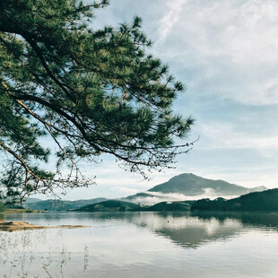 湖畔松影