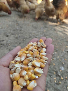 玉米喂鸡