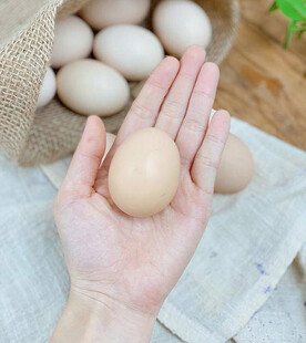鸡蛋