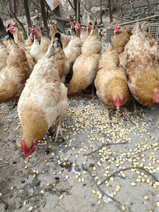 散养鸡