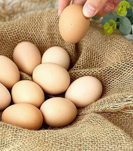 鸡蛋