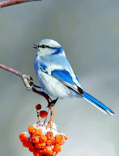 灰蓝山雀