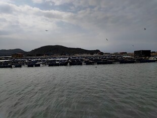 海滨码头景象