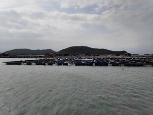 海港码头景象