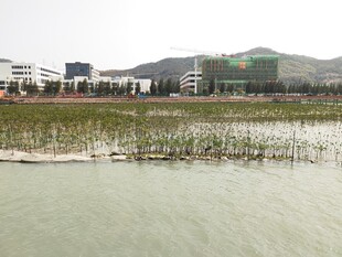 东山岛 红树林