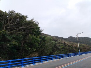 公路旁的蓝色护栏与绿树