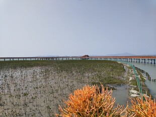 湿地风光中的桥梁景观