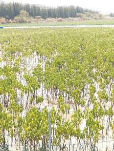 湿地红树林景观