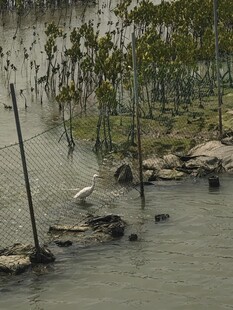 湿地鹭鸟栖息场景