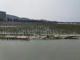 海边红树林景观