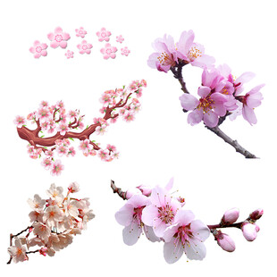 多样美丽樱花枝特写