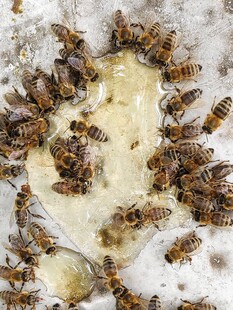 蜜蜂聚集在蜂蜜旁