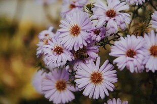 淡紫色小菊花绽放