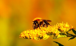 蜜蜂停驻黄色花朵上