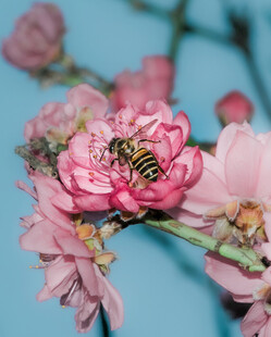 蜜蜂采蜜于娇艳桃花间
