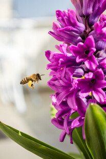 蜜蜂飞舞于紫色风信花